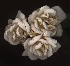 Untitled, Number 1 (Black Series)