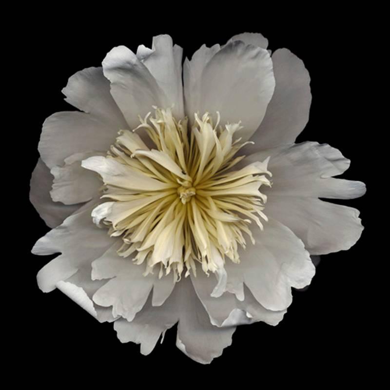 Chad Kleitsch Still-Life Photograph - Untitled Number 18, Black Series (Contemporary White Flower on Black Background)