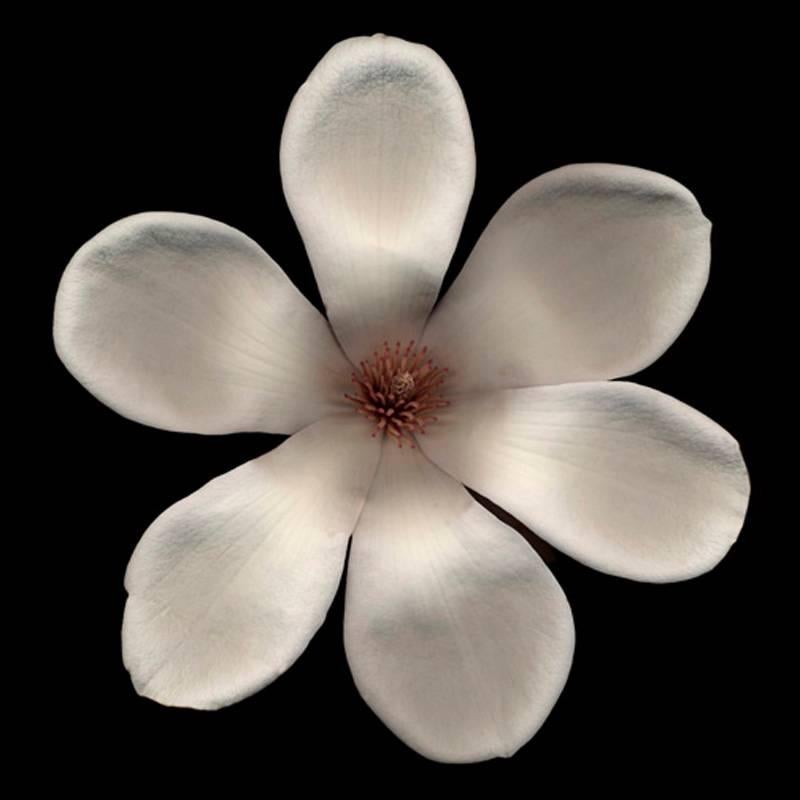 Chad Kleitsch Color Photograph – Ohne Titel Nummer 30, Black Series (Zeitgenössische weiße Blume auf schwarzem Hintergrund)