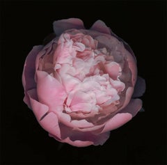 Untitled, Number 42, Black Series (Contemporary Pink Peony on Black Background)