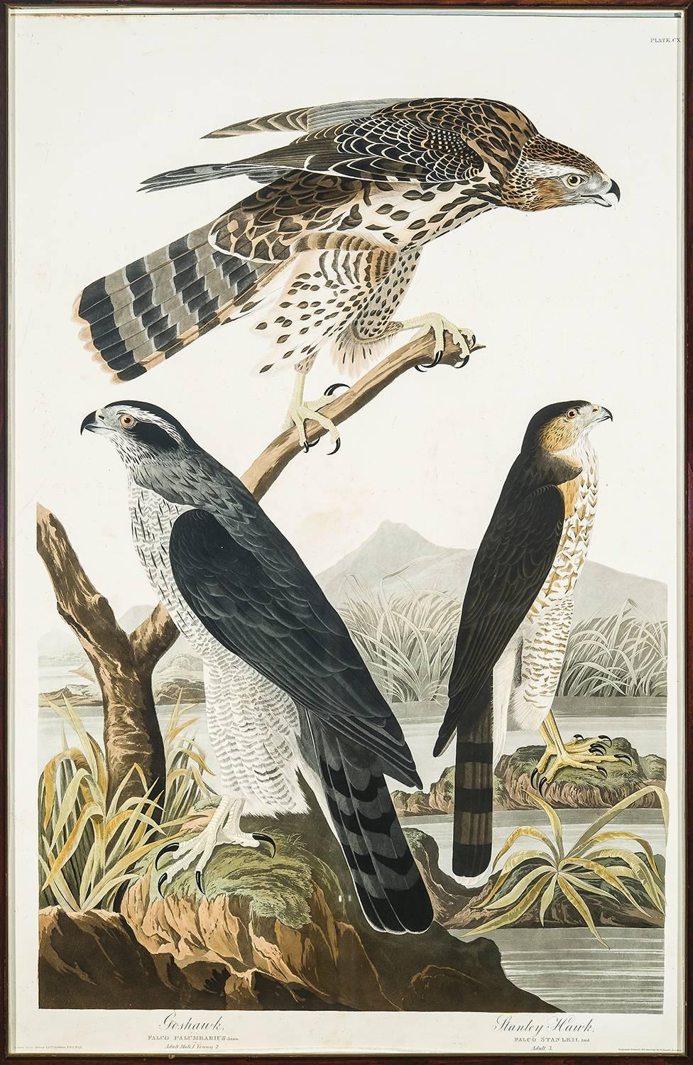 Goshawk / Stanley Hawk [Plate 141] - Print by John James Audubon