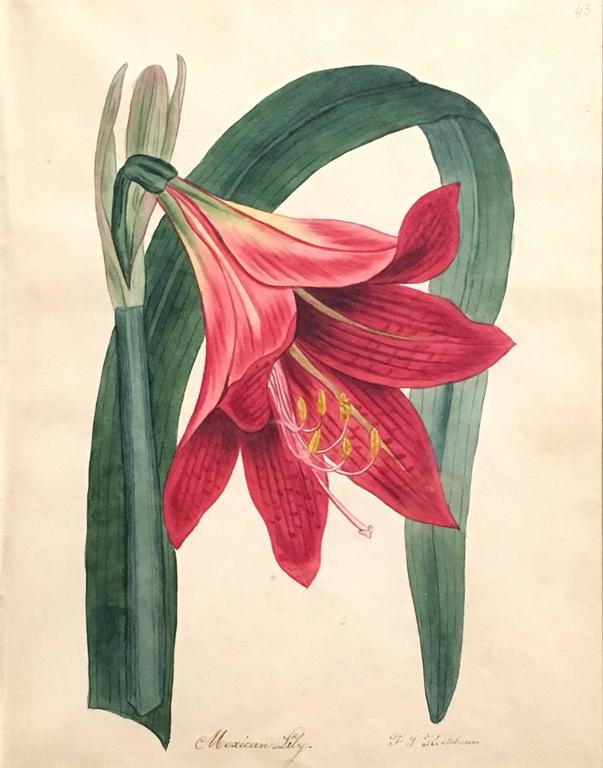 Unknown Mexican Lily For Sale at 1stdibs