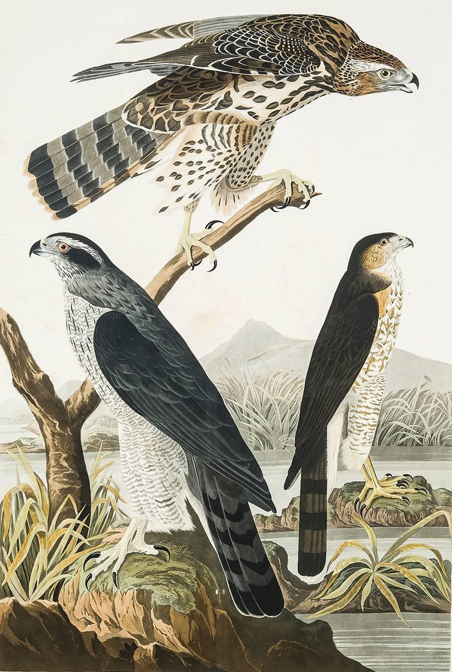 Goshawk / Stanley Hawk [Plate 141] - American Realist Print by John James Audubon