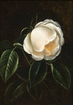 Antique A White Camellia