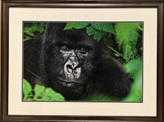 “Gorilla”