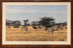 “Zebras”