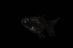 Fish - From the Black Beauty series