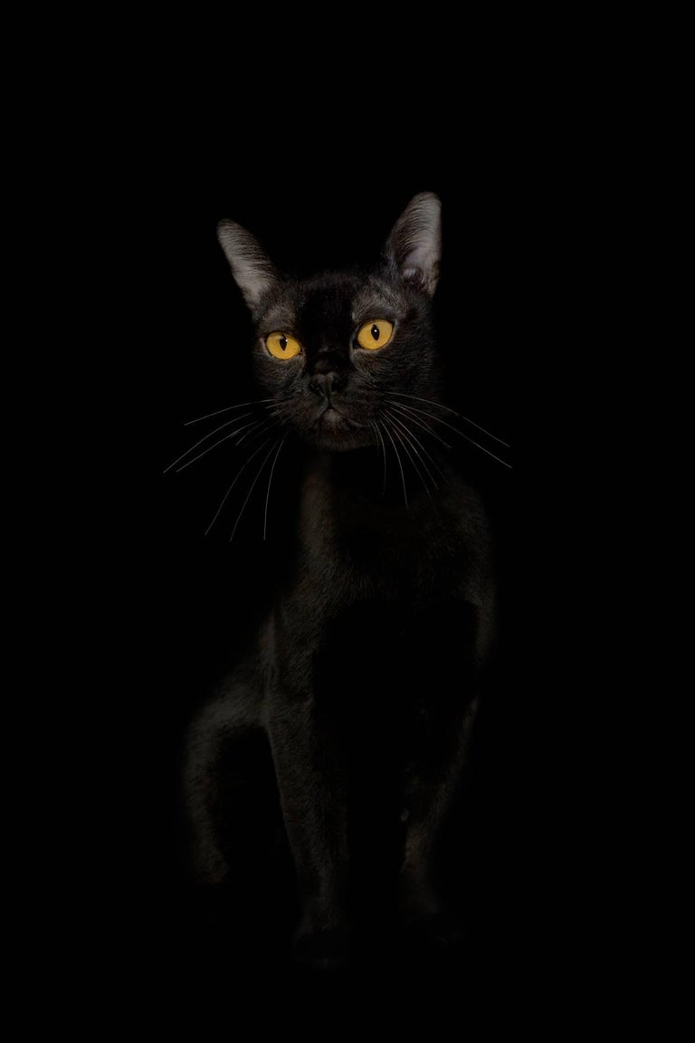 Netta Laufer Black and White Photograph - Cat - From the Black beauty series