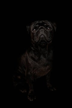 Dog - from the Black Beauty series