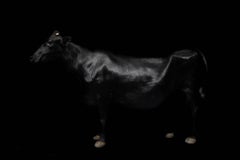 Cow - from the Black Beauty series