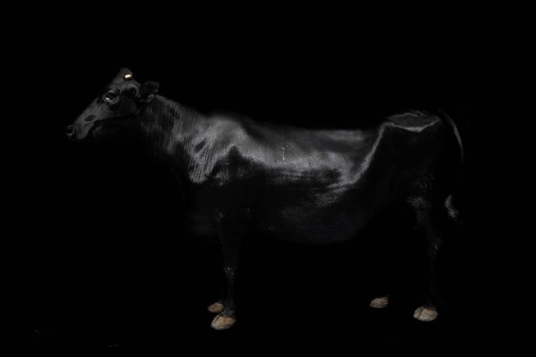 Netta Laufer Black and White Photograph - Cow - from the Black Beauty series