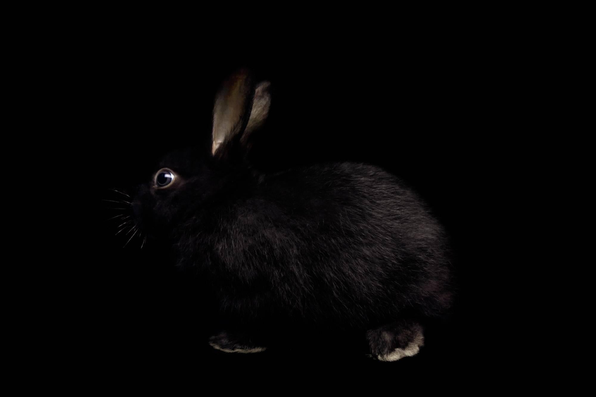 Netta Laufer Black and White Photograph - Rabbit - from the Black Beauty series
