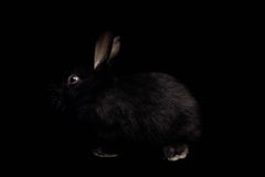 Rabbit - from the Black Beauty series