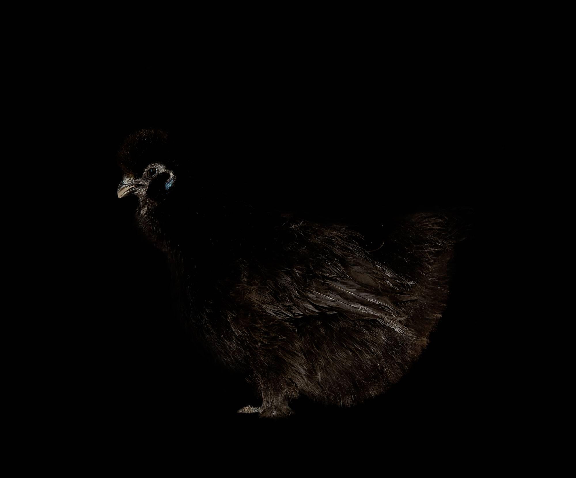 Black and White Photograph Netta Laufer - Rooster - de la série Black and Beauty