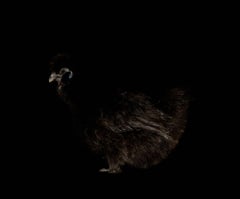 Rooster - from the Black and Beauty series