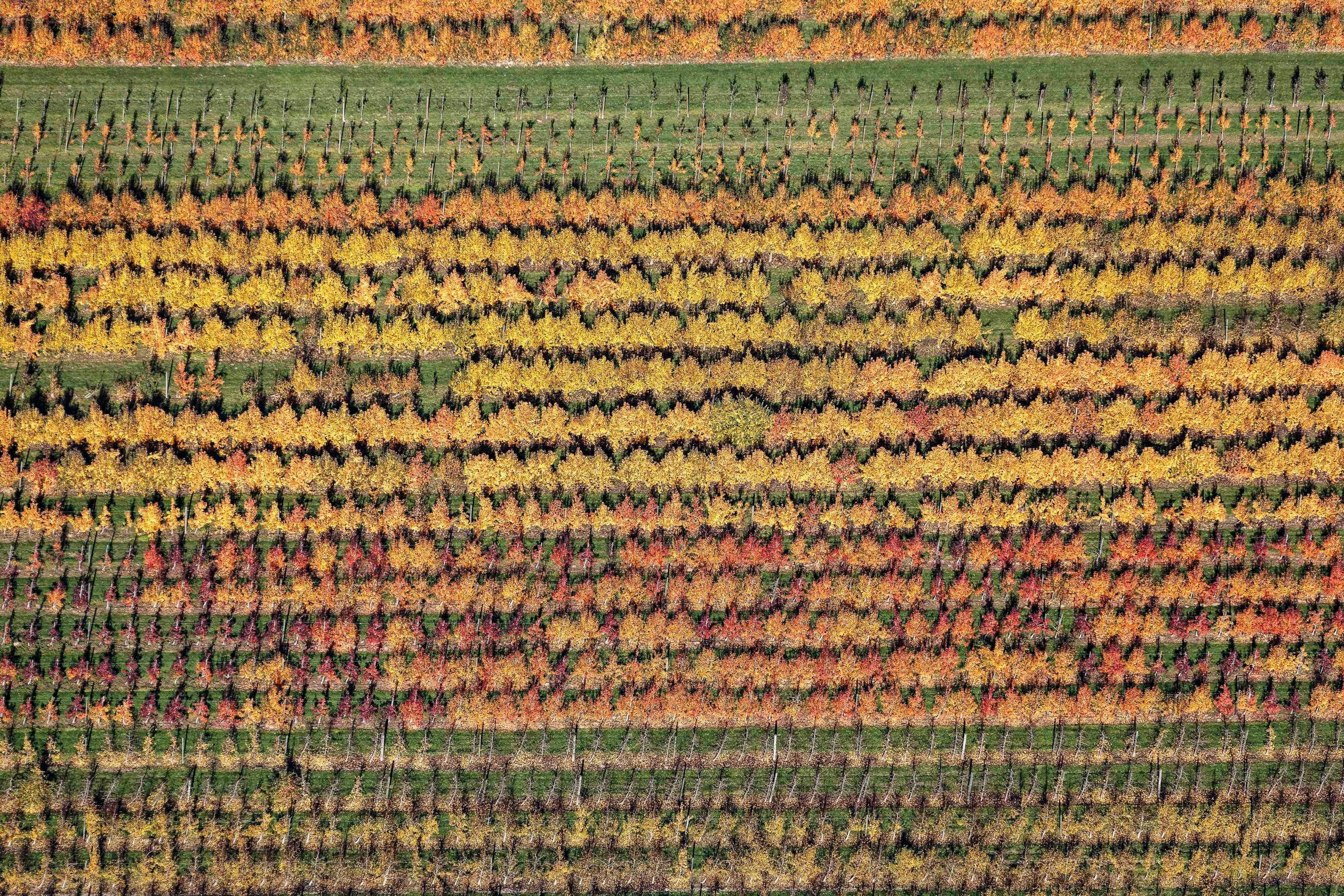 Klaus Leidorf Color Photograph - Tree carpet - Aerial color photography