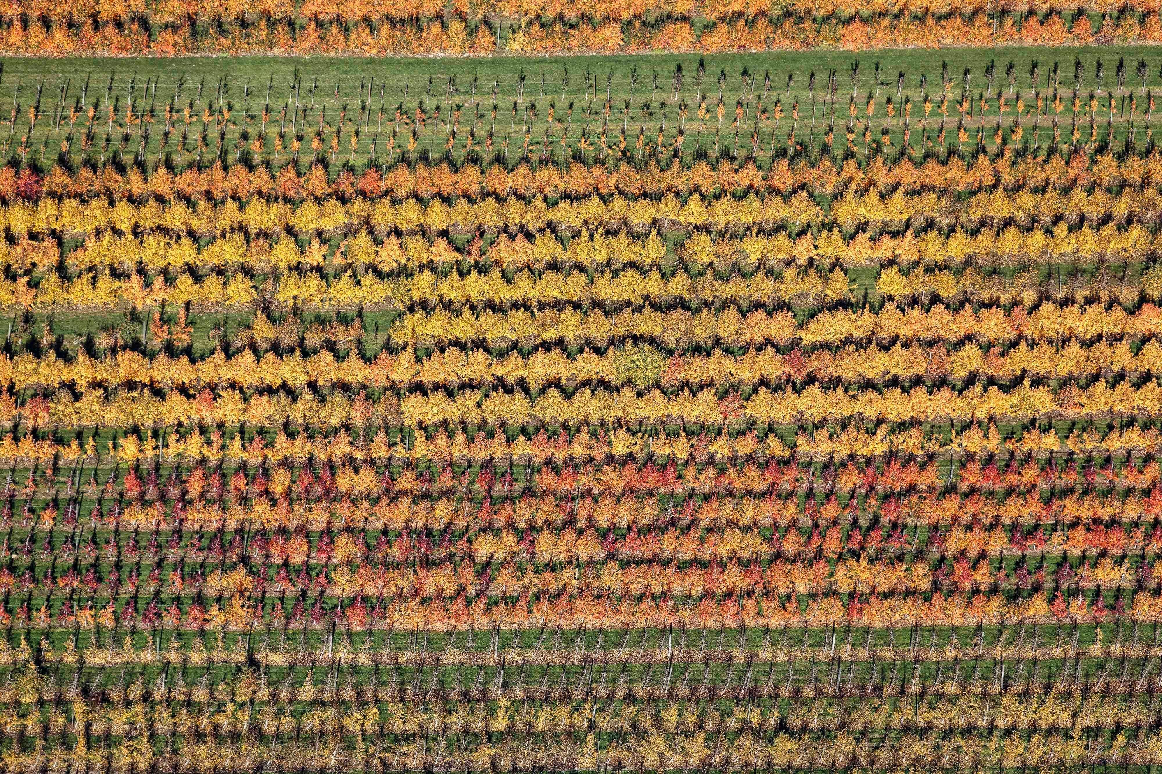 Color Photograph de Klaus Leidorf - Alfombra de árboles - Fotografía aérea en color