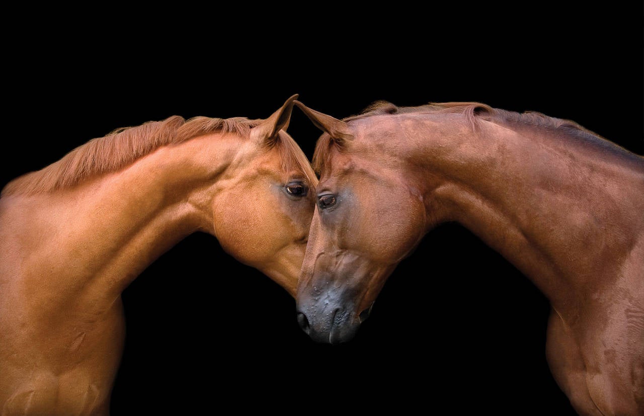 Bob Tabor Color Photograph - Horse 15