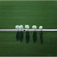 White Line 11