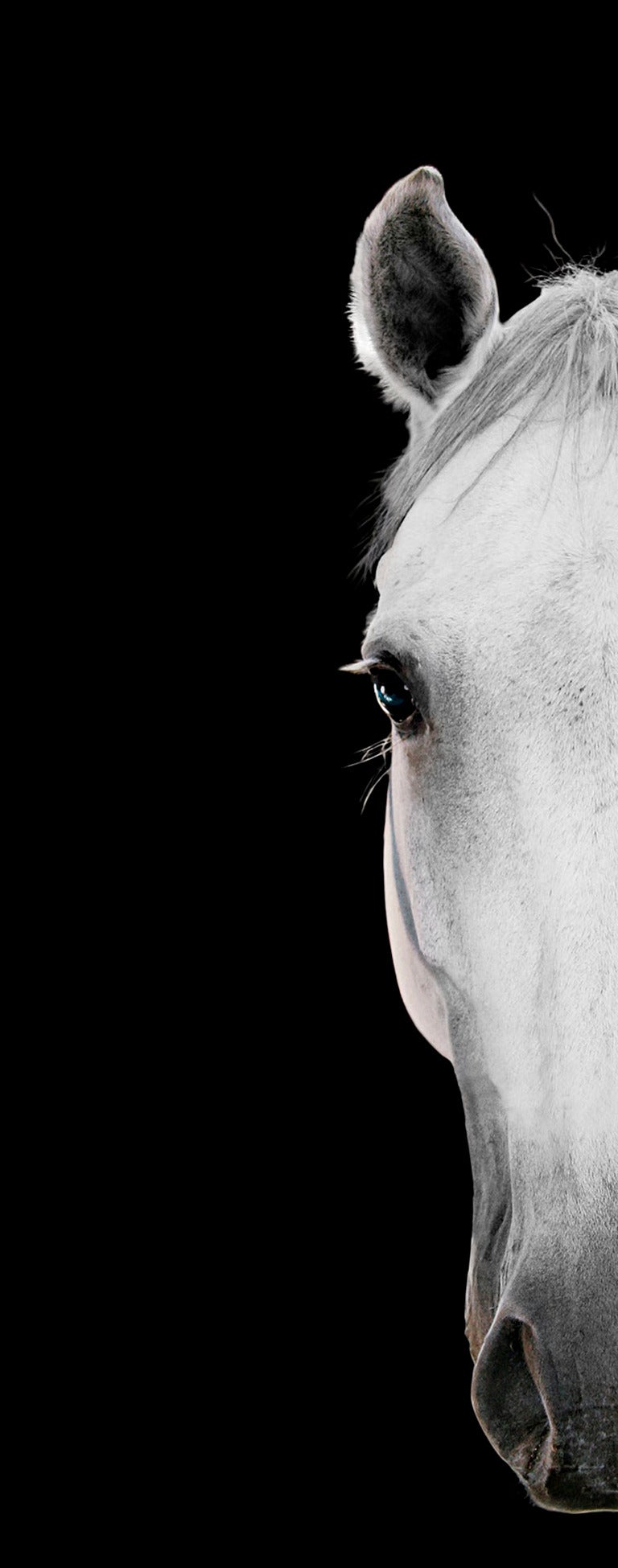 Bob Tabor Portrait Photograph - Horse Portrait 34 - black and white photography