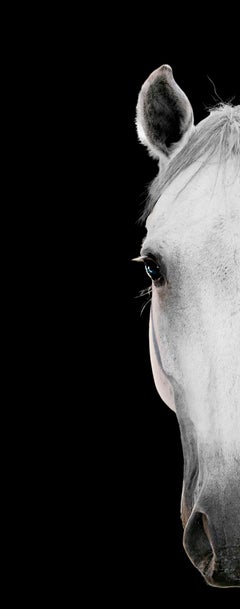 Horse Portrait 34 - black and white photography