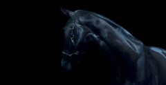Horse 32 - black and white photography