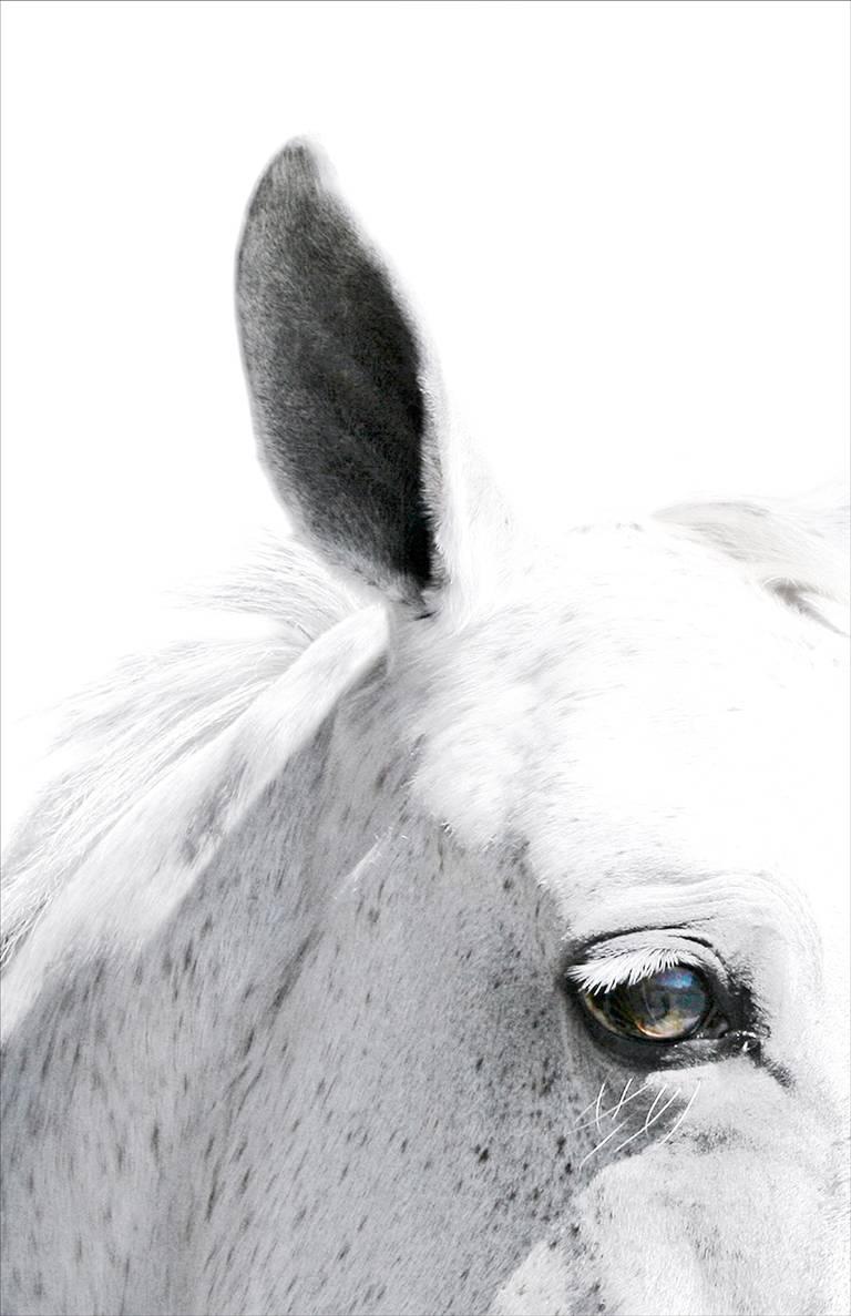 Bob Tabor Black and White Photograph - Horse 39
