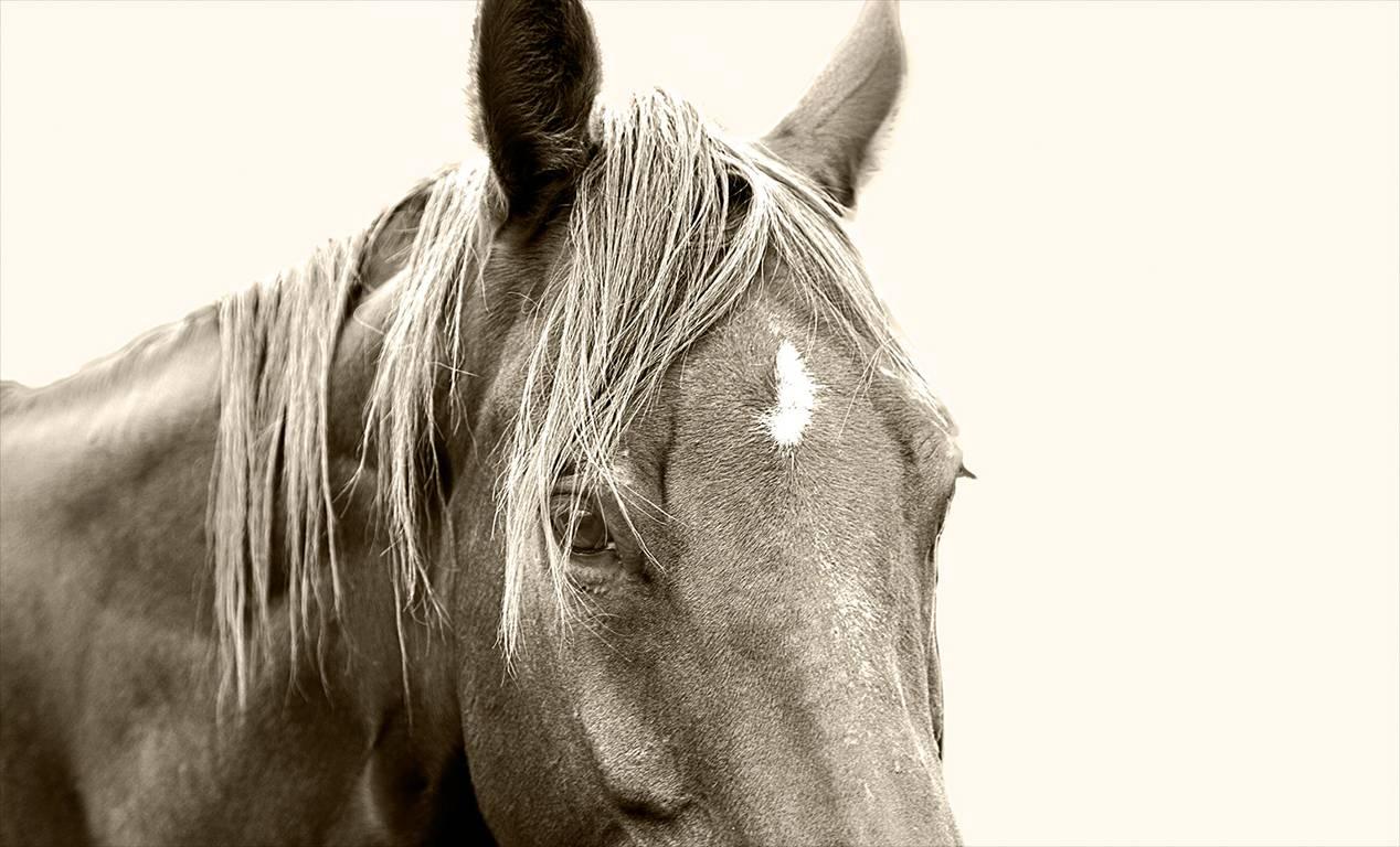 Bob Tabor Black and White Photograph - Horse 31 - black and white photography