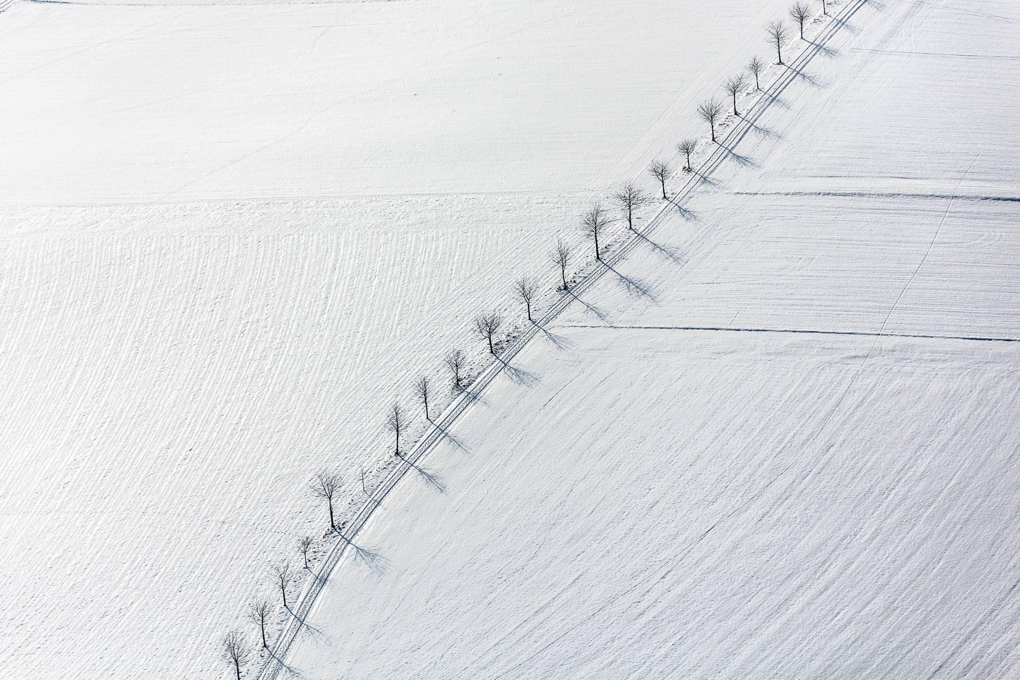 Klaus Leidorf Landscape Photograph – Baum-Linie