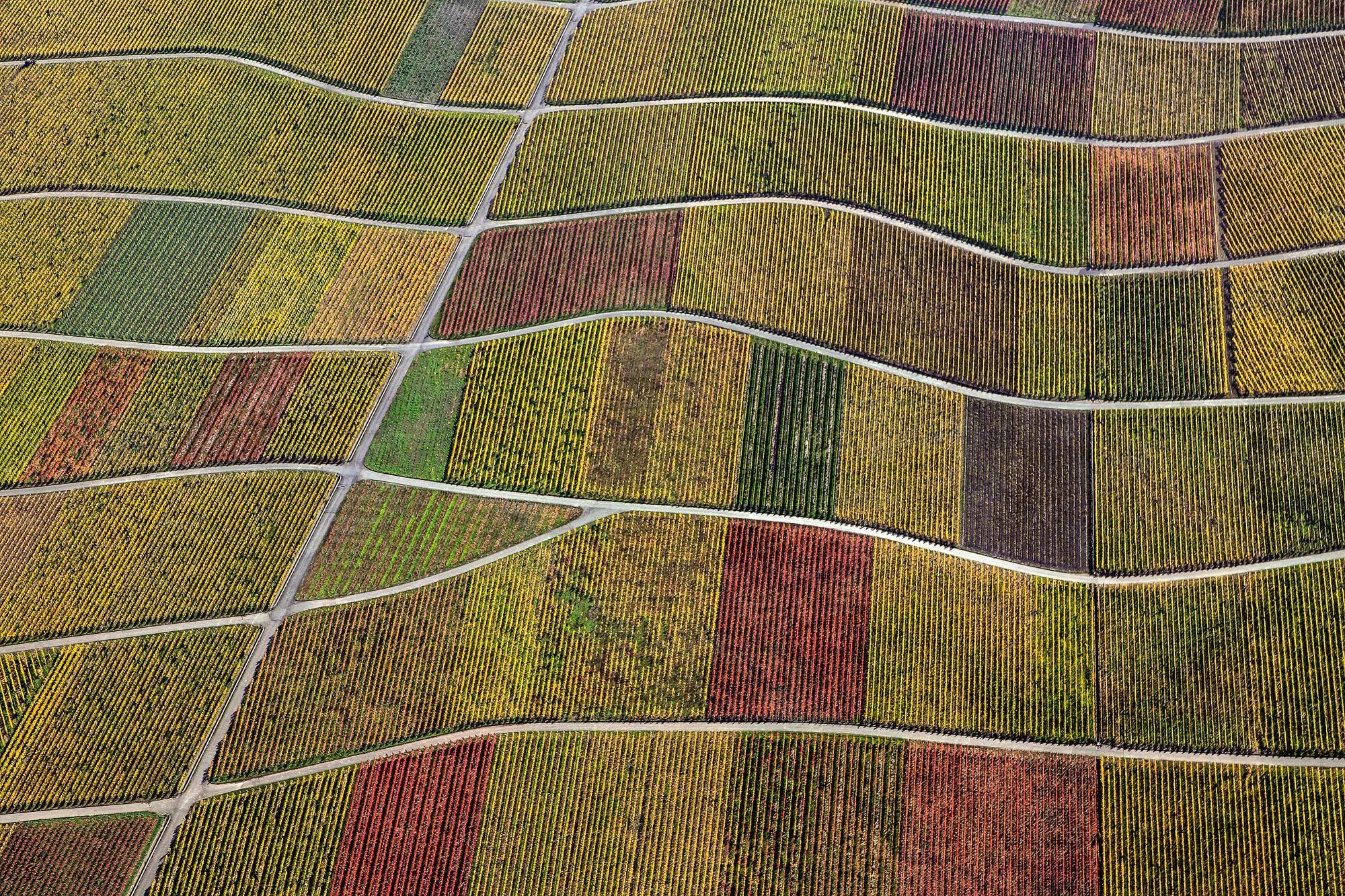 Klaus Leidorf Landscape Photograph – Field Teppich