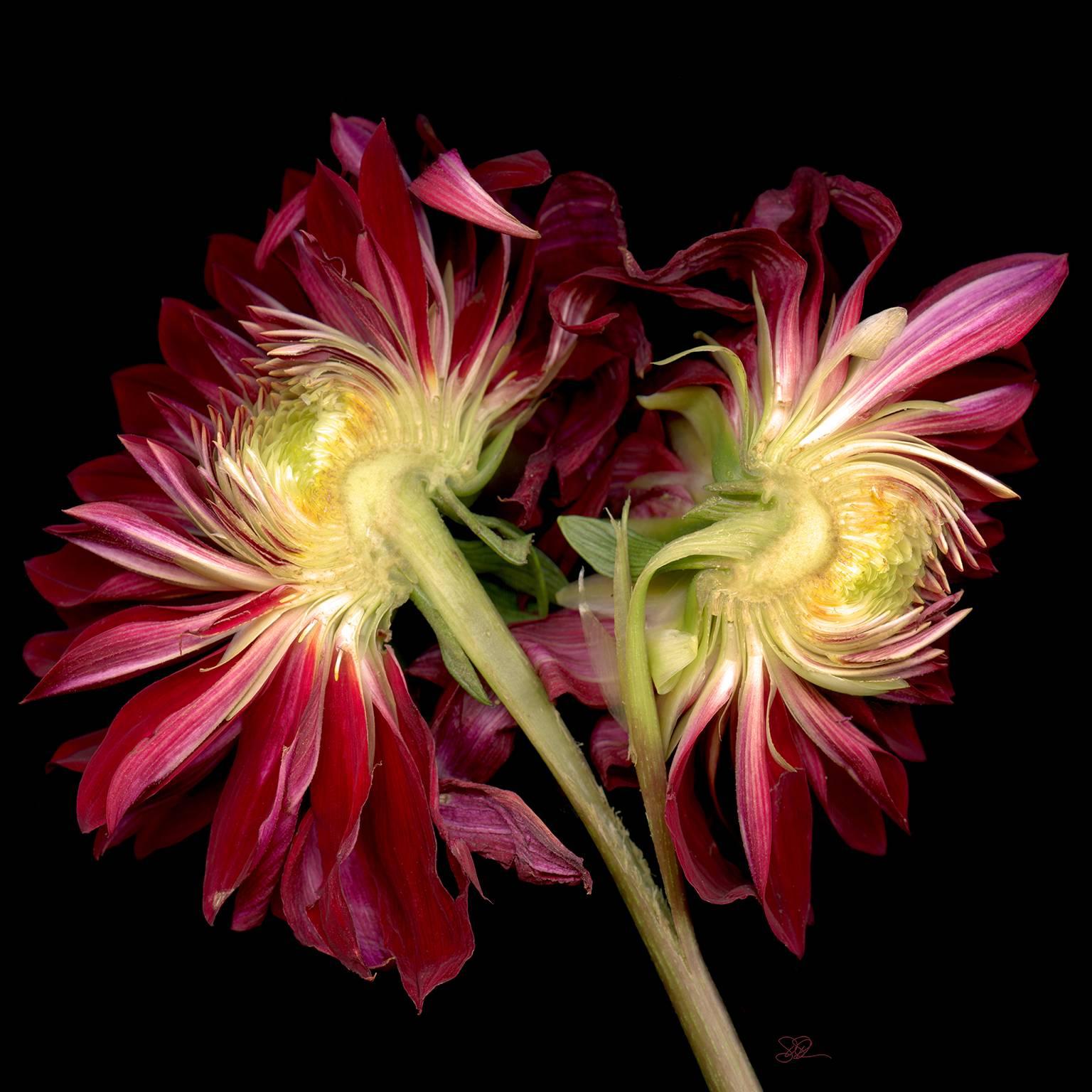 Debb VanDelinder Still-Life Photograph - Separation Anxiety - a split red flower