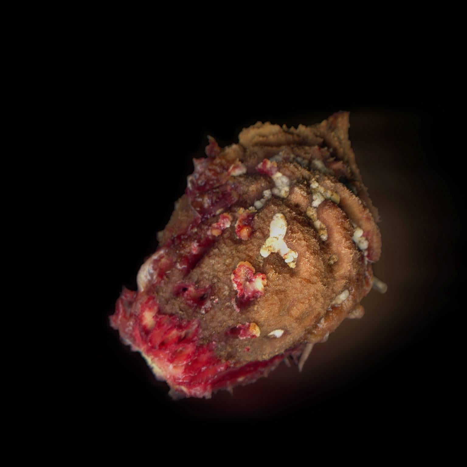 Completely Undone - Brown Color Photograph by Debb VanDelinder