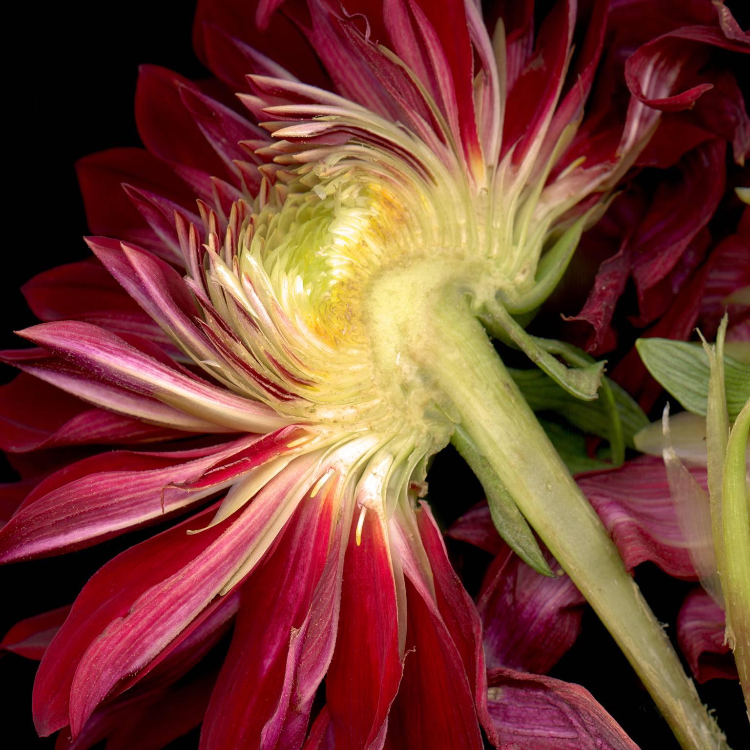 Separation Anxiety - a split red flower - Photograph by Debb VanDelinder