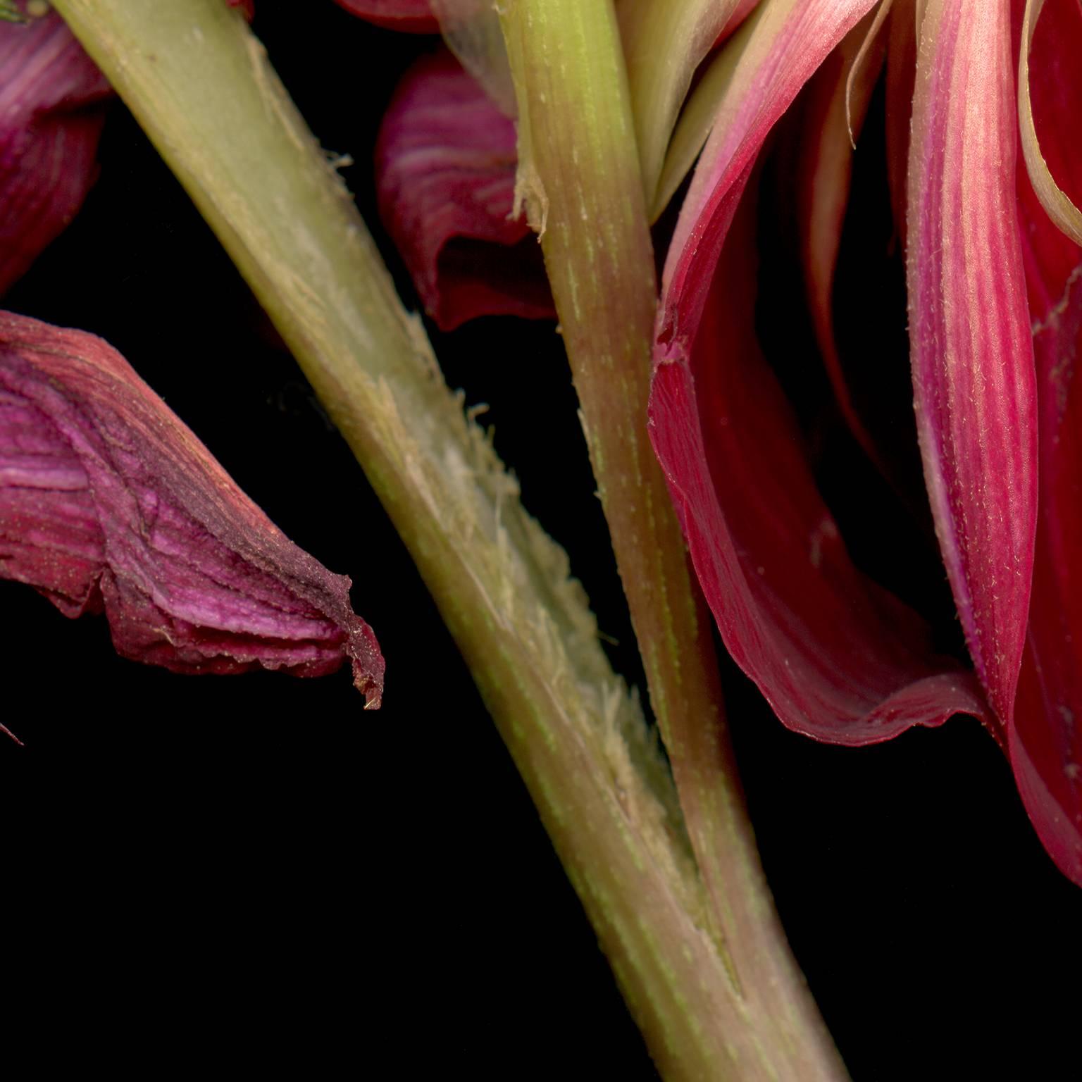 Separation Anxiety - a split red flower - Black Still-Life Photograph by Debb VanDelinder