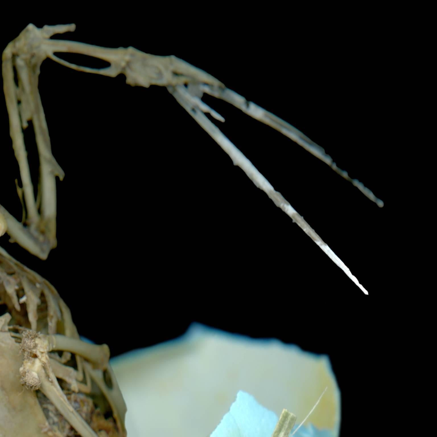 'Alpha & Omega' by Debb VanDelinder depicts a bird skeleton in a blue eggshell. The bones and egg speak to the cycle of life, science, and wonder. The black background adds to a sense of drama. VanDelinder uses a digital scanner as an image capture