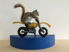 (Squirrel on a Glass Motorcycle)