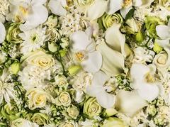 A Brushstroke of White