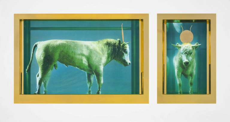 The Golden Calf - Print by Damien Hirst