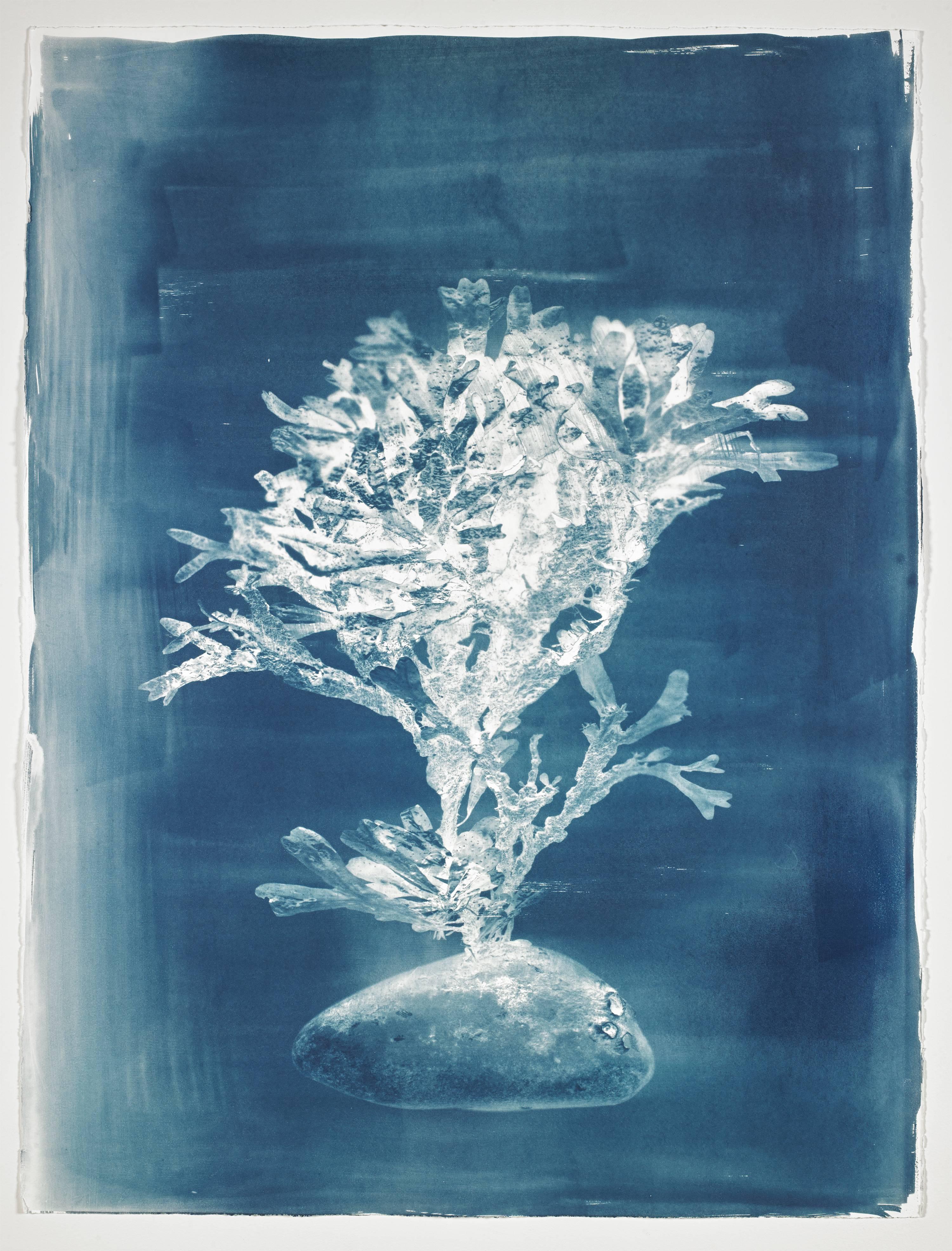 Ellen Steinberg Coven Print - Ocean Flower IV