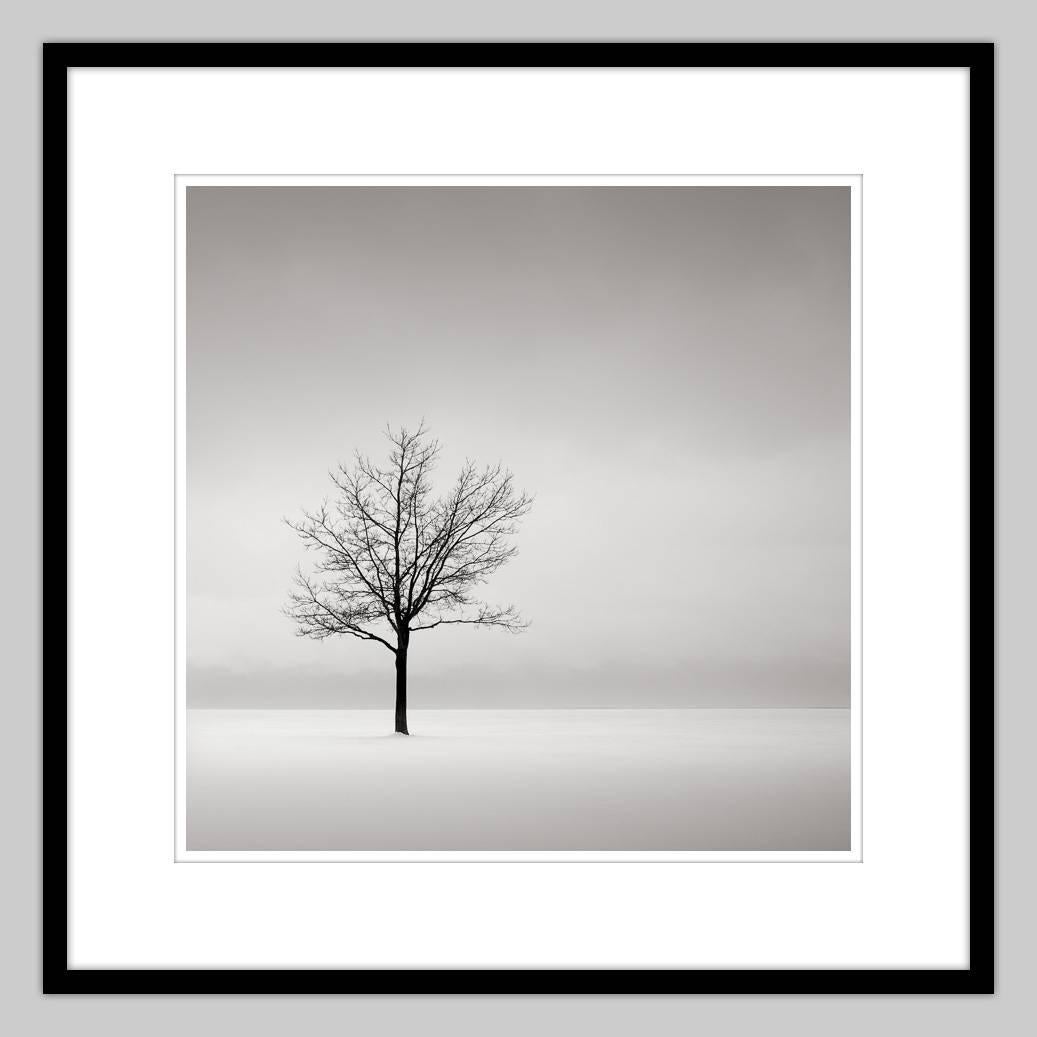 Fotografie – Schwarz-Weiß-Foto Solitär  (Einsamkeit, Natur, Bäume) – Photograph von MAE Curates