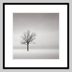 Photograph - black and white photo Solitary  (Solitude, Nature, Trees)