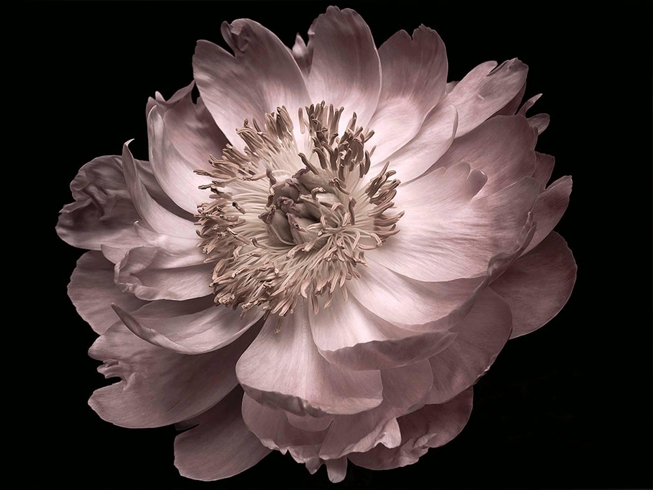 MAE Curates Figurative Photograph - Photograph - Flower series (16x22)