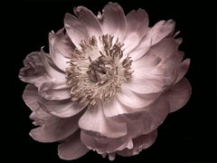 Photograph - Flower series (16x22)