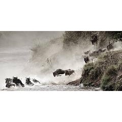 Award winning Wildlife art photo - Wildebeest Migration, Courage (Kenya) 11