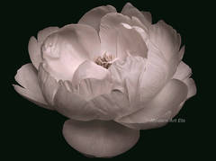 Photography - Flower series - Zen Beauty - large print, matted, ready to frame