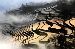 China landscapes - Paddy Field at Dawn