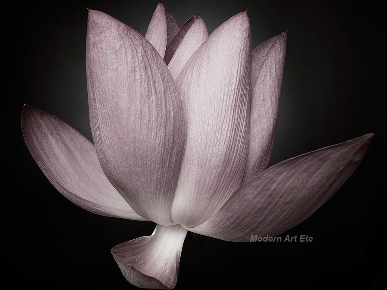 M.V. Black and White Photograph - Photography - Flower Series - Matted, ready to frame