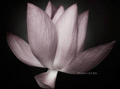 Photography - Flower Series - Matted, ready to frame