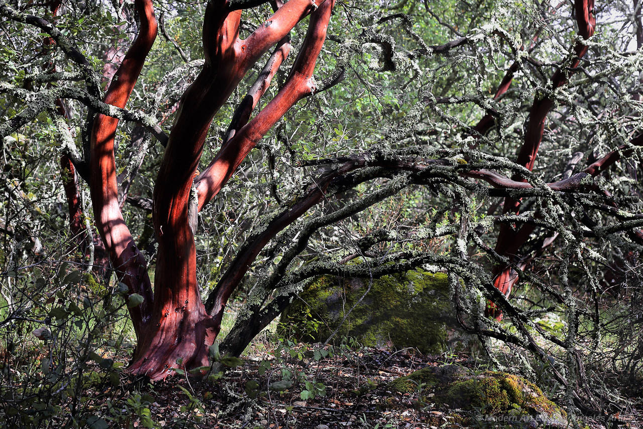 Richard Velasco Color Photograph - Photograph - Sienna Horizontal - Calfornian landscape