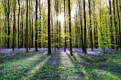 Large landscape photography - ready for installation - lush forest spring dawn 11